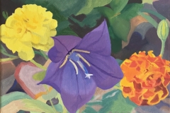Blue Balloon Flower and Marigolds